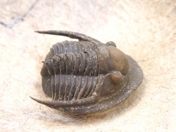 Morocco Cornuproetus with Spines Trilobite #1 - Image 6