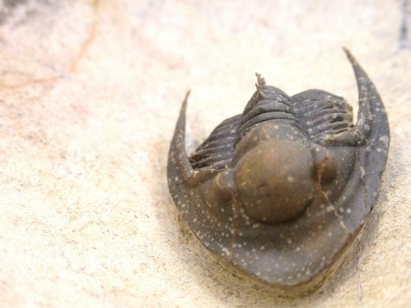 Morocco Cornuproetus with Spines Trilobite #1 - Image 4