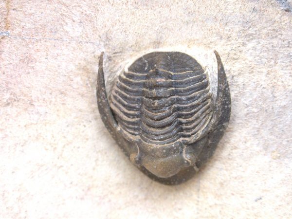 Morocco Cornuproetus with Spines Trilobite #1 - Image 3