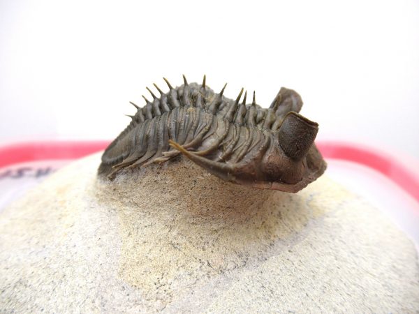 Morocco Erbenochile Trilobite #1