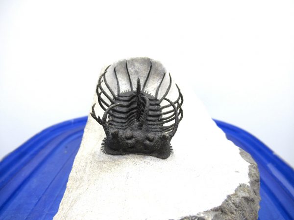 Morocco Trilobites for Sale | Koneprusia