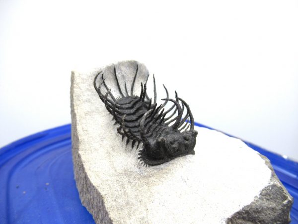 Morocco Trilobites for Sale | Koneprusia - Image 2