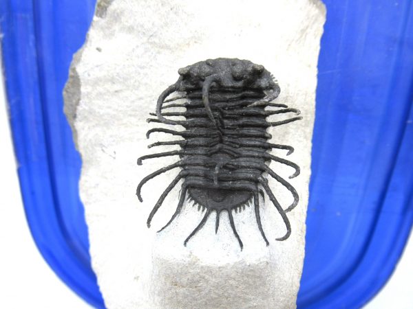 Morocco Trilobites for Sale | Koneprusia - Image 3