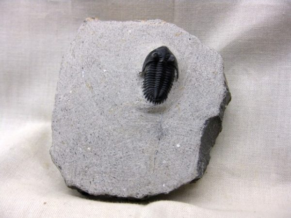 Genuine Devonian Age Metacanthina Trilobite #2 For Sale