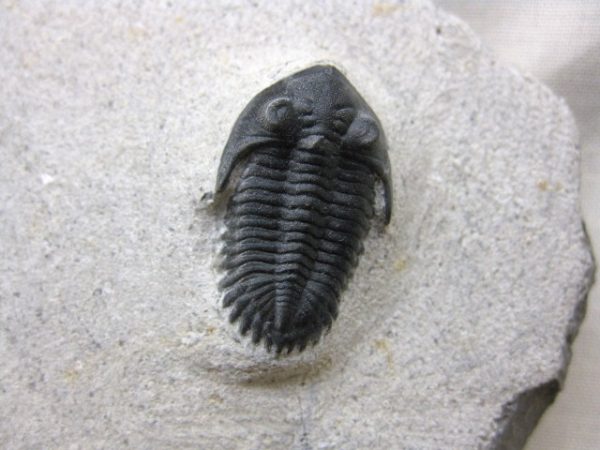 Genuine Devonian Age Metacanthina Trilobite #2a For Sale