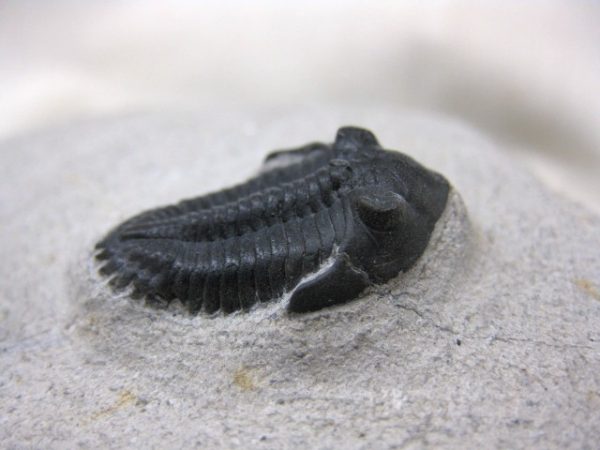 Genuine Devonian Age Metacanthina Trilobite #2b For Sale