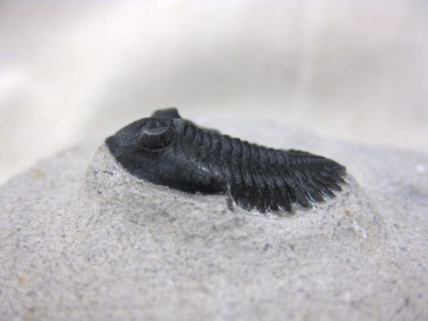 Genuine Devonian Age Metacanthina Trilobite #2d For Sale