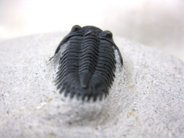 Genuine Devonian Age Metacanthina Trilobite #2e For Sale