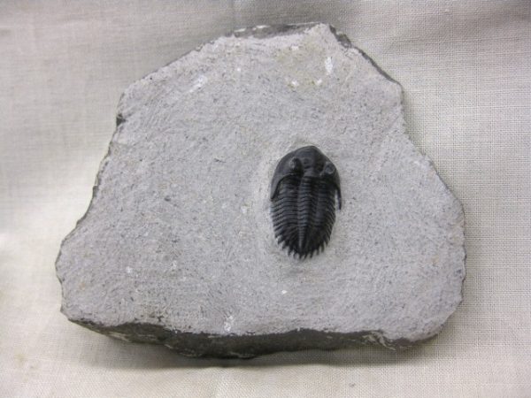 Genuine Devonian Age Metacanthina Trilobite #3 For Sale From Morocco