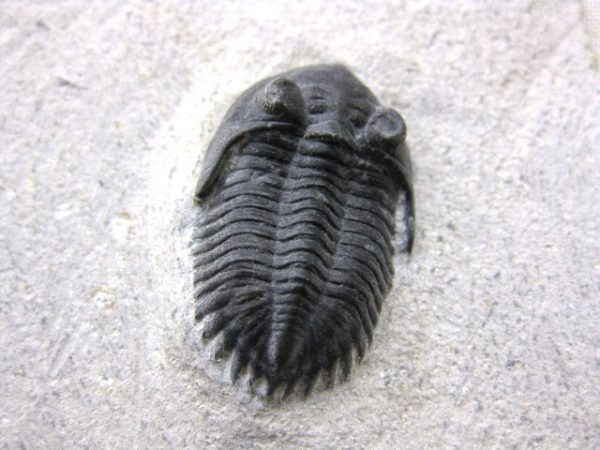 Genuine Devonian Age Metacanthina Trilobite #3a For Sale From Morocco