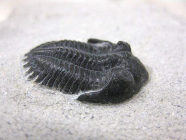 Genuine Devonian Age Metacanthina Trilobite #3b For Sale From Morocco