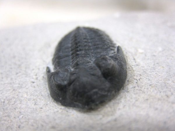 Genuine Devonian Age Metacanthina Trilobite #3c For Sale From Morocco