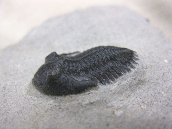 Genuine Devonian Age Metacanthina Trilobite #3d For Sale From Morocco