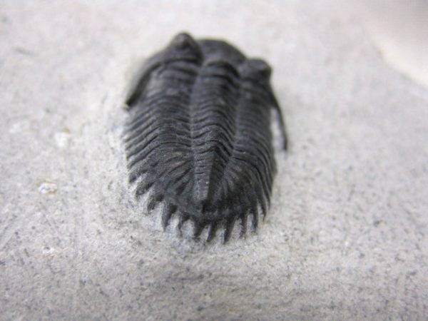 Genuine Devonian Age Metacanthina Trilobite #3e For Sale From Morocco