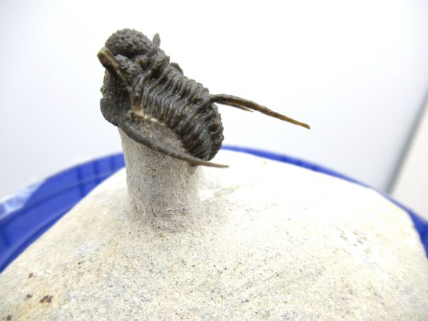 Morocco Trilobites for Sale | Otarion #1 - Image 12