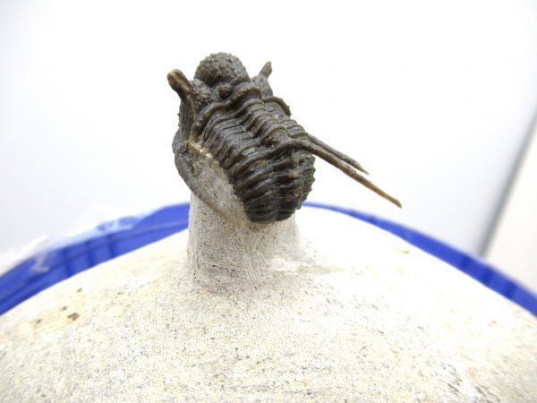 Morocco Trilobites for Sale | Otarion #1 - Image 11