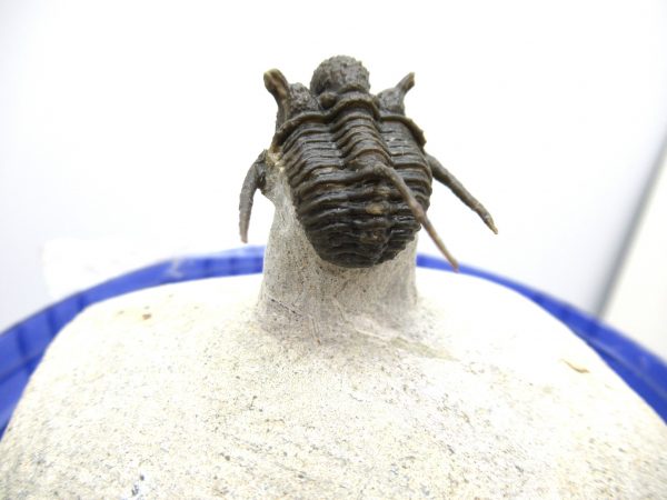 Morocco Trilobites for Sale | Otarion #1 - Image 10