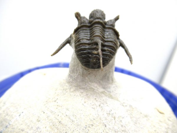 Morocco Trilobites for Sale | Otarion #1 - Image 9