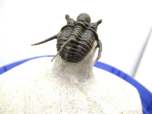 Morocco Trilobites for Sale | Otarion #1 - Image 8