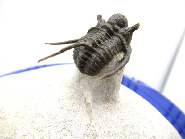 Morocco Trilobites for Sale | Otarion #1 - Image 7