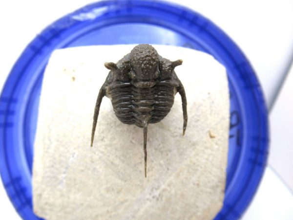 Morocco Trilobites for Sale | Otarion #1 - Image 3