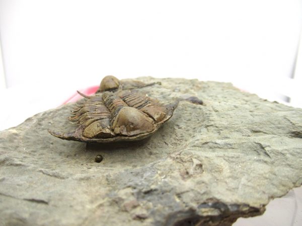 Morocco Foulonia Trilobite #1