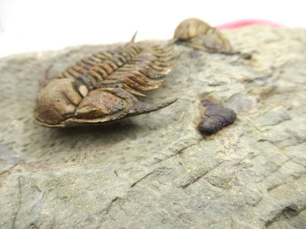 Morocco Foulonia Trilobite #1 - Image 16