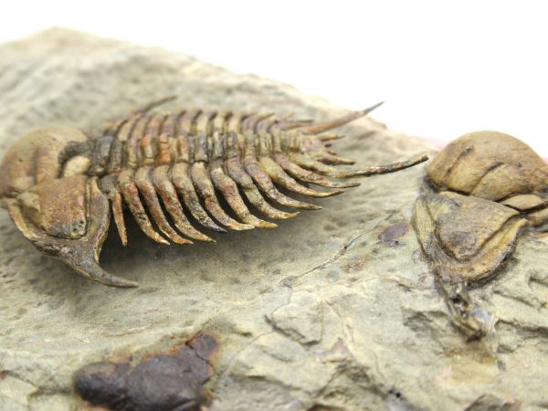 Morocco Foulonia Trilobite #1 - Image 14