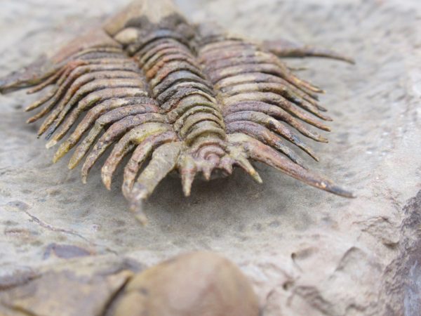 Morocco Foulonia Trilobite #1 - Image 12