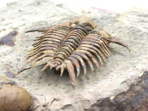 Morocco Foulonia Trilobite #1 - Image 11