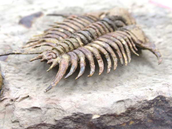 Morocco Foulonia Trilobite #1 - Image 10