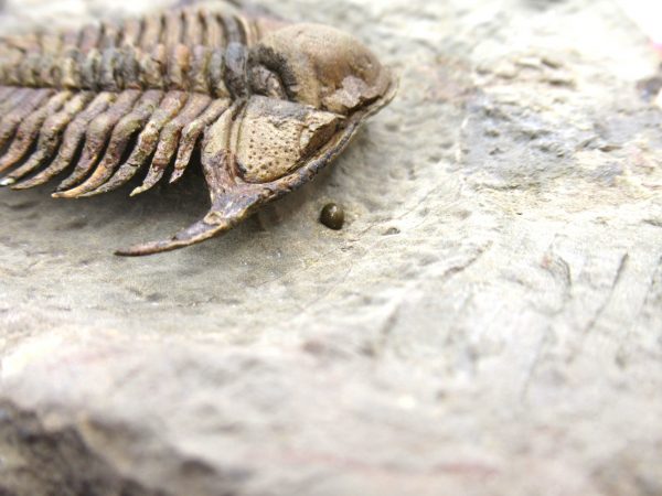 Morocco Foulonia Trilobite #1 - Image 8