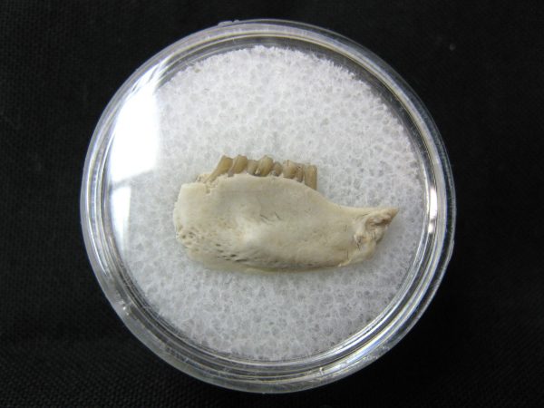 Genuine Oligocene Age Palaeolagus Rabbit Jaw From Nebraska For Sale #1