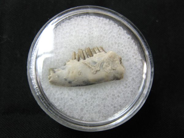 Genuine Oligocene Age Palaeolagus Rabbit Jaw From Nebraska For Sale #3