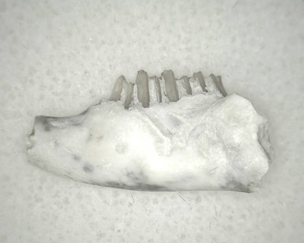 Genuine Oligocene Age Palaeolagus Rabbit Jaw From Nebraska For Sale #3b