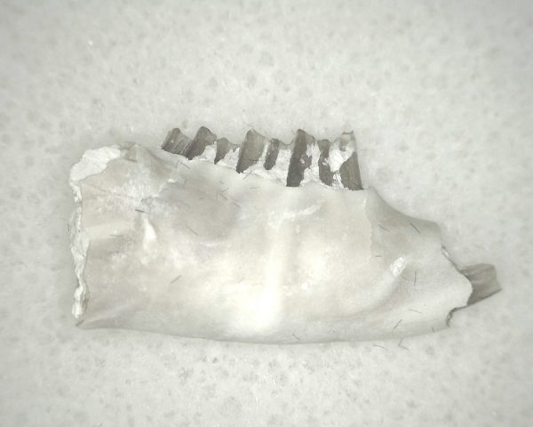 Genuine Oligocene Age Palaeolagus Rabbit Jaw From Nebraska For Sale #4a