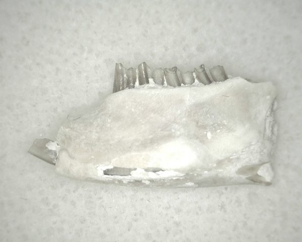 Genuine Oligocene Age Palaeolagus Rabbit Jaw From Nebraska For Sale #4b