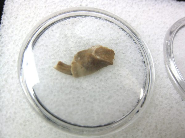 Genuine Oligocene Age Eumys Elegans Rodent Jaw Section From Nebraska For Sale #11