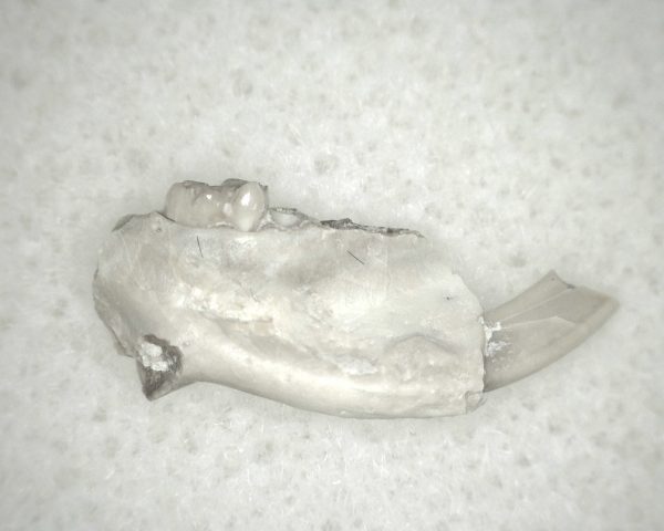 Genuine Oligocene Age Eumys Elegans Rodent Jaw Section From Nebraska For Sale #11a