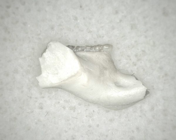 Genuine Oligocene Age Eumys Elegans Rodent Jaw Section From Nebraska For Sale #13b