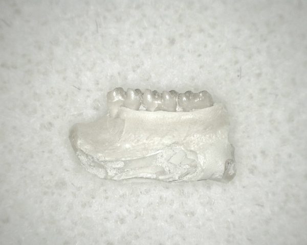 Genuine Oligocene Age Eumys Elegans Rodent Jaw Section From Nebraska For Sale #14a