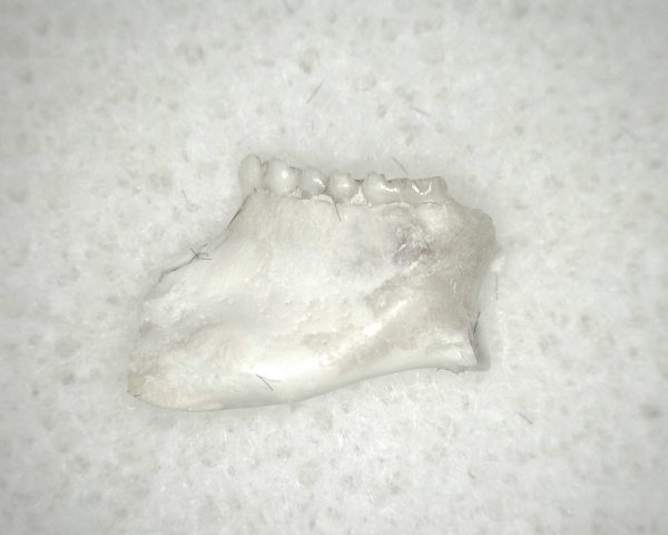 Genuine Oligocene Age Eumys Elegans Rodent Jaw Section From Nebraska For Sale #15a