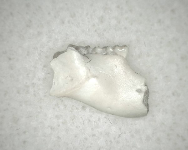 Genuine Oligocene Age Eumys Elegans Rodent Jaw Section From Nebraska For Sale #15b