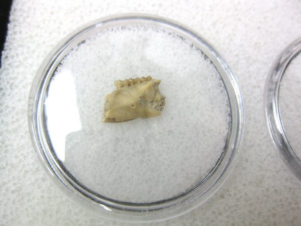 Genuine Oligocene Age Eumys Elegans Rodent Jaw Section From Nebraska For Sale #16