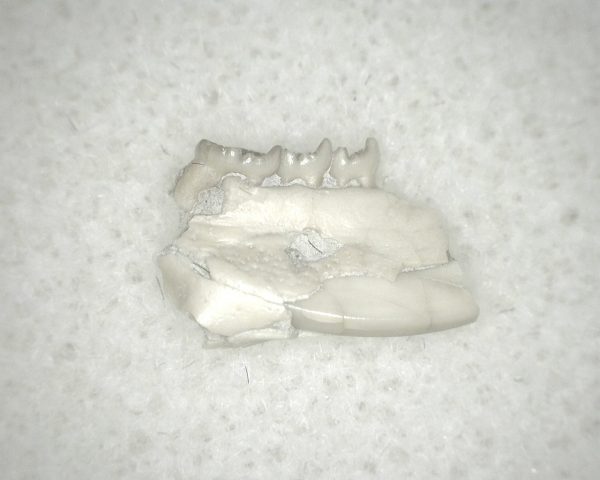 Genuine Oligocene Age Eumys Elegans Rodent Jaw Section From Nebraska For Sale #16b