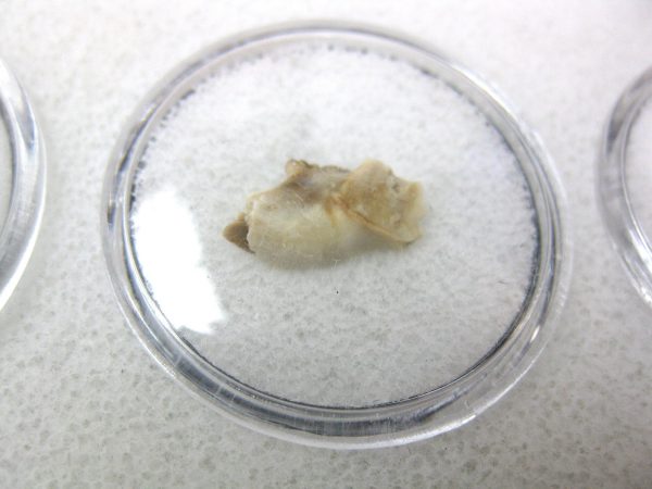 Genuine Oligocene Age Eumys Elegans Rodent Jaw Section From Nebraska For Sale #17