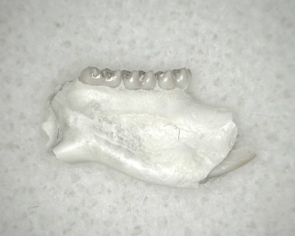 Genuine Oligocene Age Eumys Elegans Rodent Jaw Section From Nebraska For Sale #17a