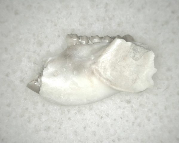 Genuine Oligocene Age Eumys Elegans Rodent Jaw Section From Nebraska For Sale #17b