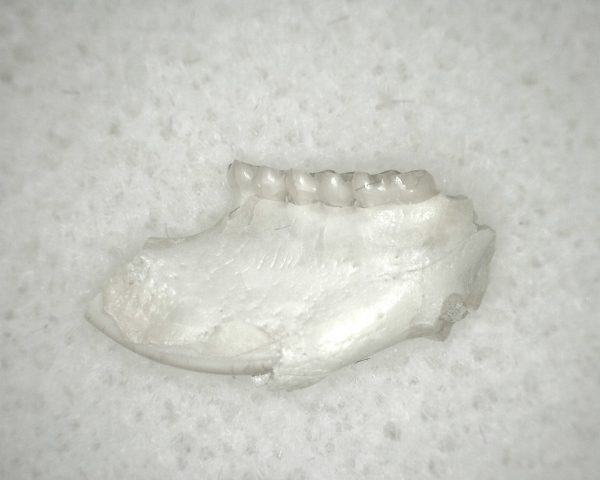 Genuine Oligocene Age Eumys Elegans Rodent Jaw Section From Nebraska For Sale #18a