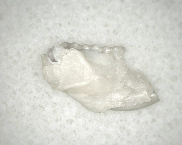 Genuine Oligocene Age Eumys Elegans Rodent Jaw Section From Nebraska For Sale #18b